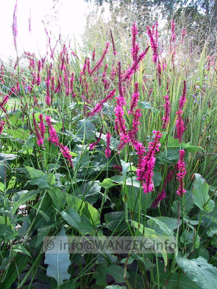 Persicaria amplexicaulis Rubrum nah.jpg